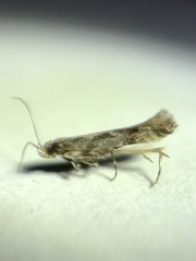 Aristotelia rubidella