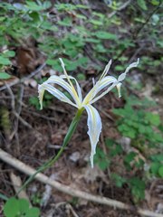 Iris tenuissima