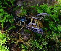 Temnostoma excentrica