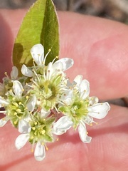 Amelanchier nantucketensis