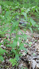 Lithospermum latifolium