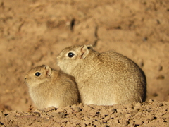Microcavia australis