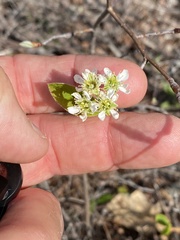 Amelanchier nantucketensis