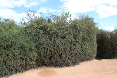 Schotia afra afra