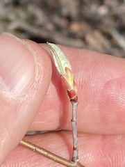 Amelanchier nantucketensis