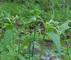 Lithospermum latifolium