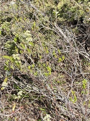 Amelanchier nantucketensis