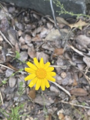 Amblyolepis setigera