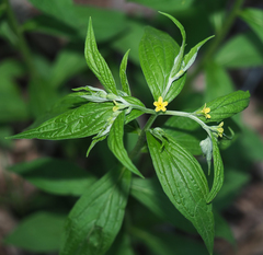 Lithospermum latifolium