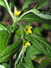 Lithospermum latifolium