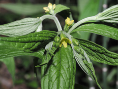 Lithospermum latifolium