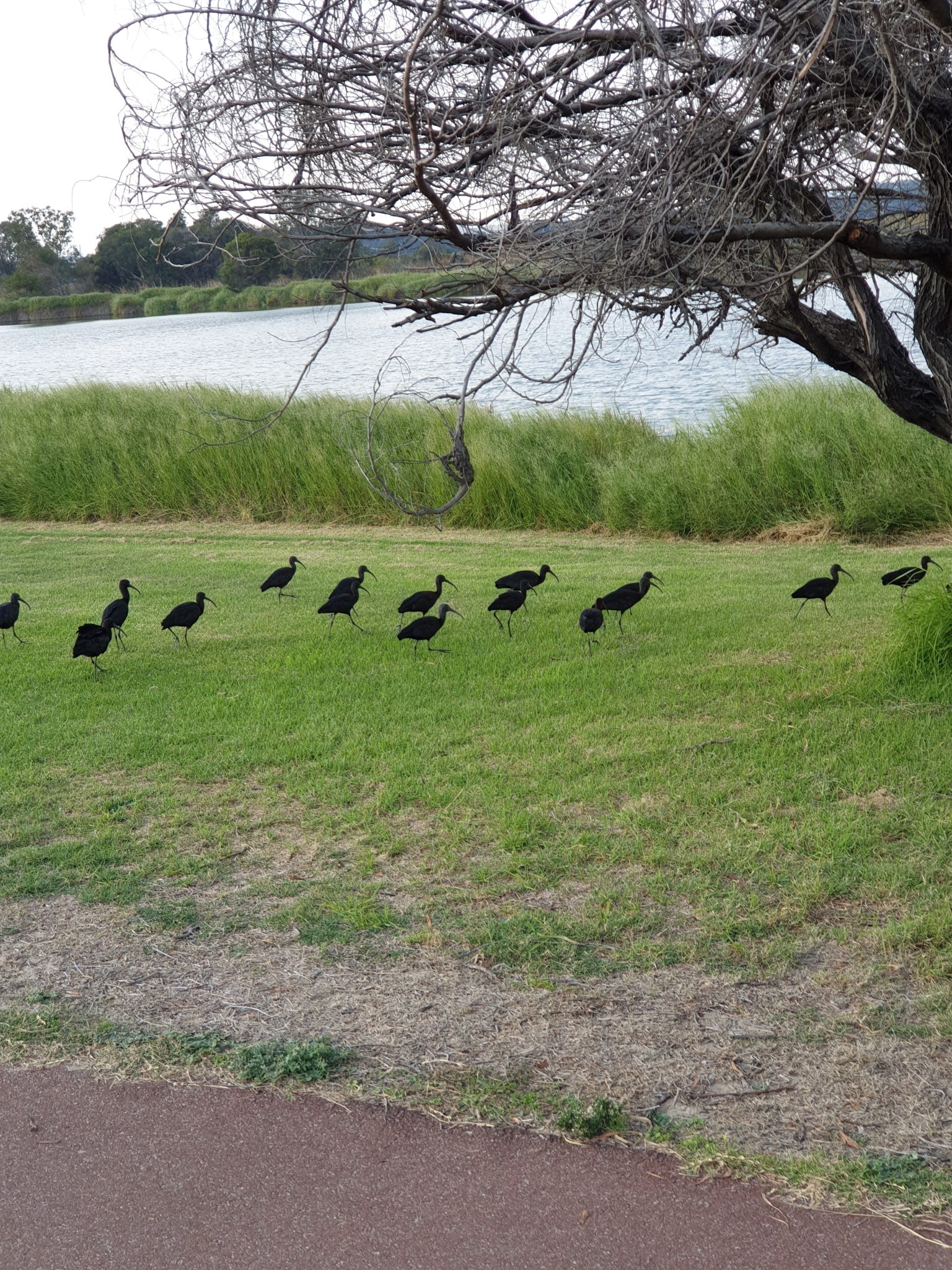 Glossy Ibis