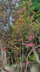 Bougainvillea