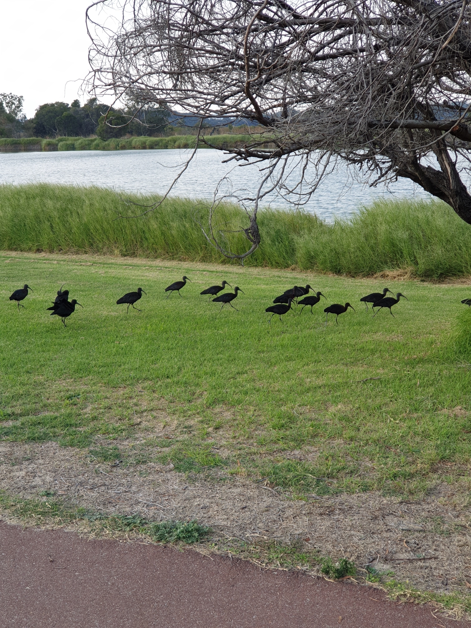 Glossy Ibis