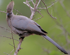 Corythaixoides concolor concolor