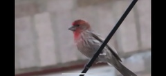 Haemorhous mexicanus
