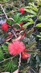 Calliandra