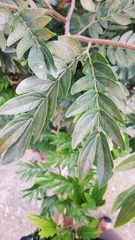 Calliandra