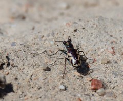 Cicindela fulgida