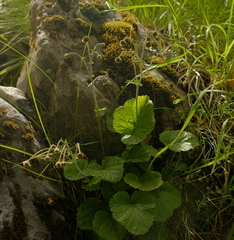 Geum cockaynei