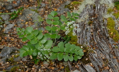 Gingidia montana