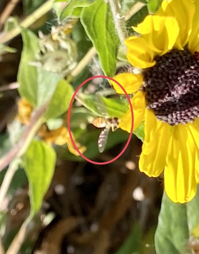 iNaturalist observation photo of Margined Calligrapher