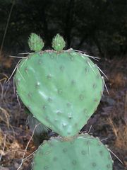 Opuntia setispina
