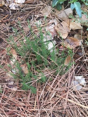 Penstemon pinifolius