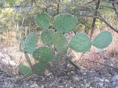 Opuntia setispina