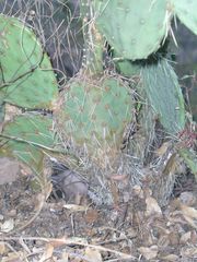 Opuntia setispina