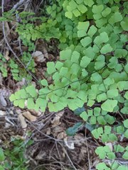 Adiantum shastense