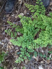 Adiantum shastense