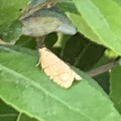 Choristoneura obsoletana