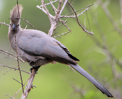 Corythaixoides concolor concolor