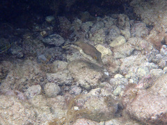 Canthigaster capistrata