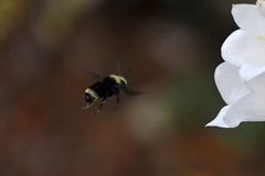 Bombus vandykei