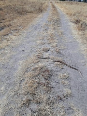 Pituophis deppei deppei