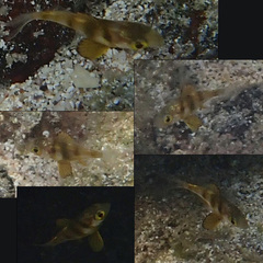 Diplodus