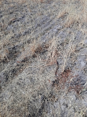 Pituophis deppei deppei