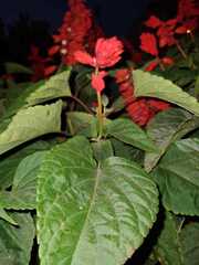 Salvia splendens