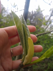 Magnolia tripetala