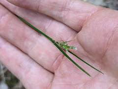 Carex multicaulis