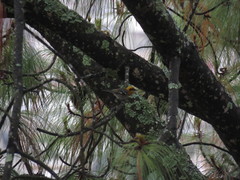 Peucedramus taeniatus