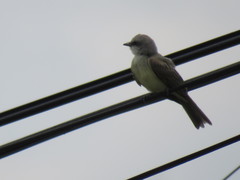 Tyrannus melancholicus