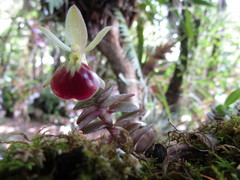 Epidendrum porpax