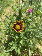 Gaillardia × grandiflora