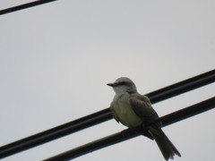 Tyrannus melancholicus