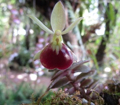 Epidendrum porpax