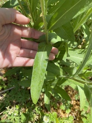 Gaillardia × grandiflora
