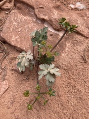 Cymopterus newberryi